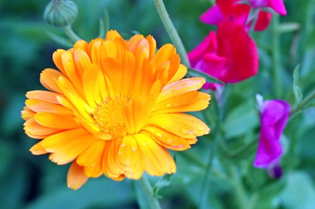 Цветы однолетние, двулетние и многолетние.jpg