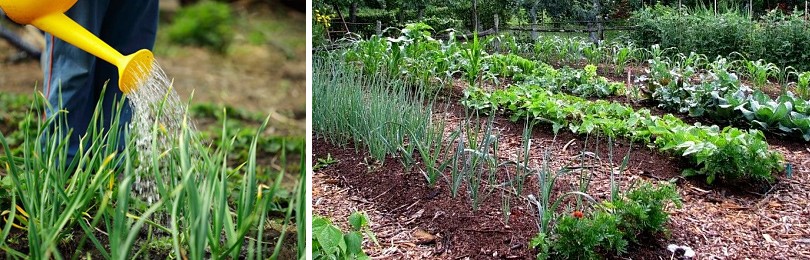 Овощи и зеленые культуры.jpg